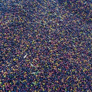 Aragon Olive Oil Tasting Experience