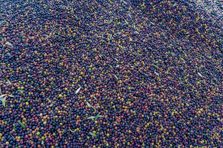 Aragon Olive Oil Tasting Experience