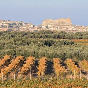 Aragon Olive Oil Tasting Experience