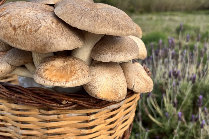 Menorca Mushroom Experience