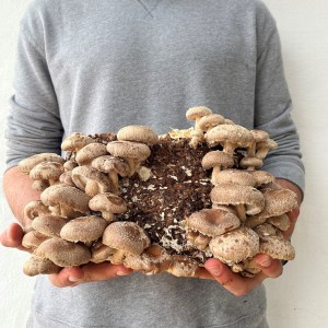 Menorca Mushroom Experience