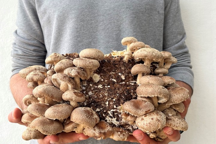 Menorca Mushroom Experience