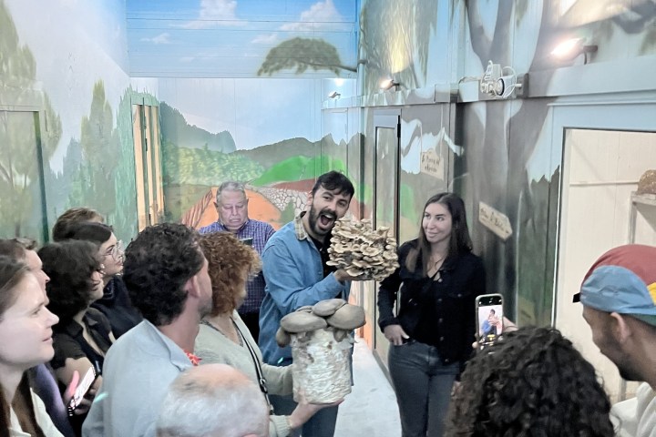 Menorca Mushroom Experience