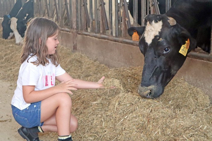 Menorca Farm Tour with Equestrian Experience