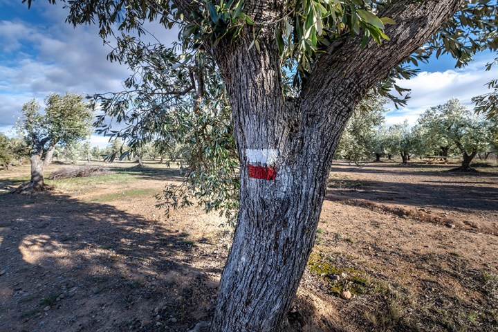 Aragon Olive Oil Tasting Experience