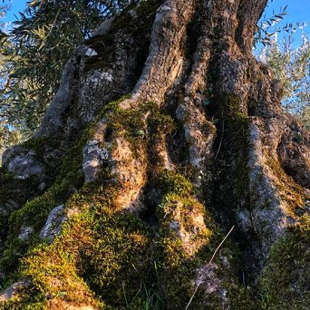 Extremadura Olive Oil Tour & Tasting Experience