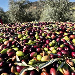 Extremadura Olive Oil Tour & Tasting Experience