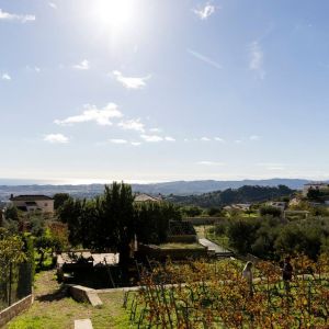 Malaga Organic Wine Tour Experience