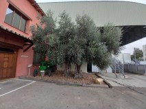 Madridejos EVOO Visit Experience