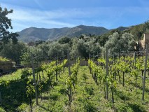 Malaga Organic Wine Tour Experience