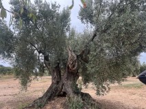 Aragon Matarranya Olive Oil Tasting Experience