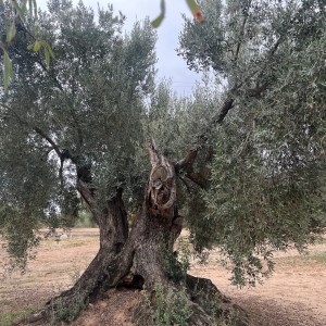 Aragon Matarranya Olive Oil Tasting Experience