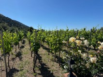 Malaga Organic Wine Tour Experience