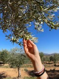 Aragon Olive Oil Visit & Tasting Experience