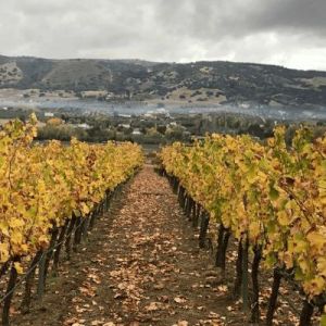 Ronda Wine Tour Experience