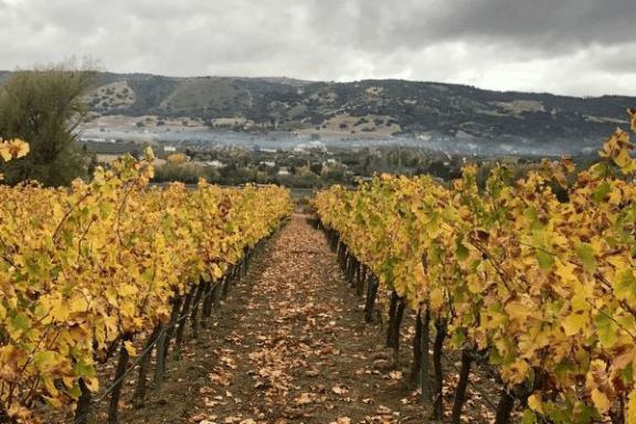 Ronda Wine Tour Experience