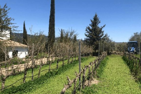 Ronda Wine Tour Experience