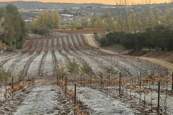 Ronda Wine Tour Experience