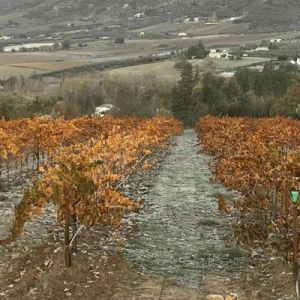 Ronda Wine Tour Experience