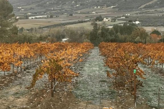 Ronda Wine Tour Experience