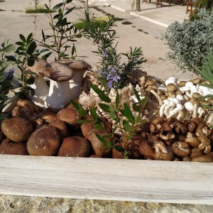 Menorca Mushroom Experience