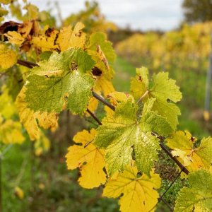 Lazio Region Wine Tour Experience