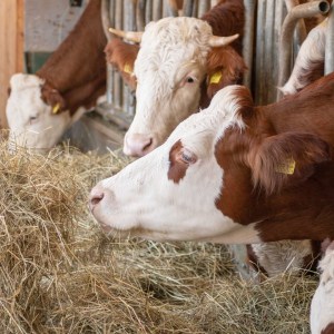 Trentino Farm Tour & Tasting Experience