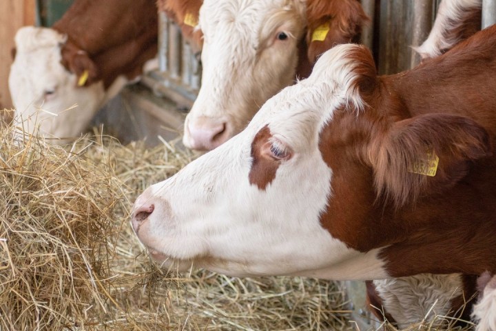 Trentino Farm Tour & Tasting Experience