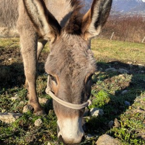 Trentino Farm Tour & Tasting Experience