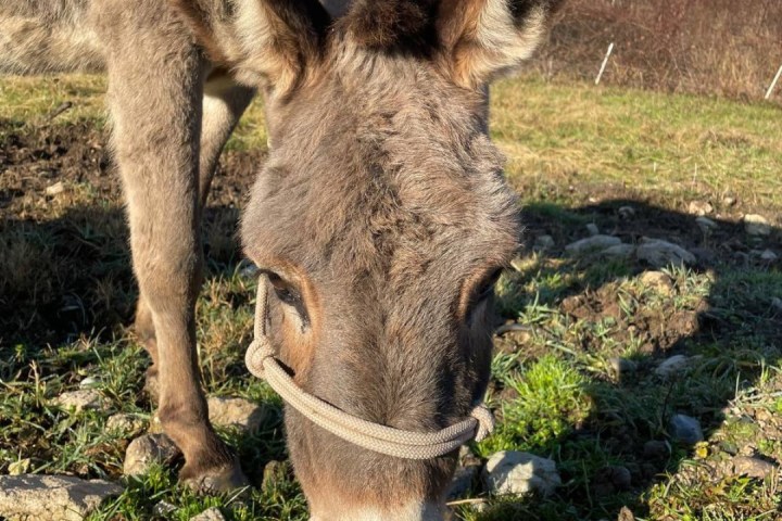 Trentino Farm Tour & Tasting Experience