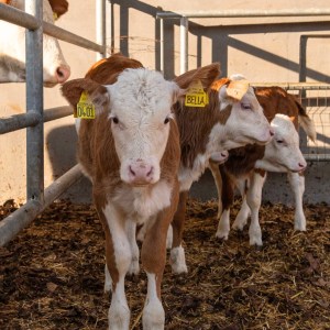 Trentino Farm Tour & Tasting Experience