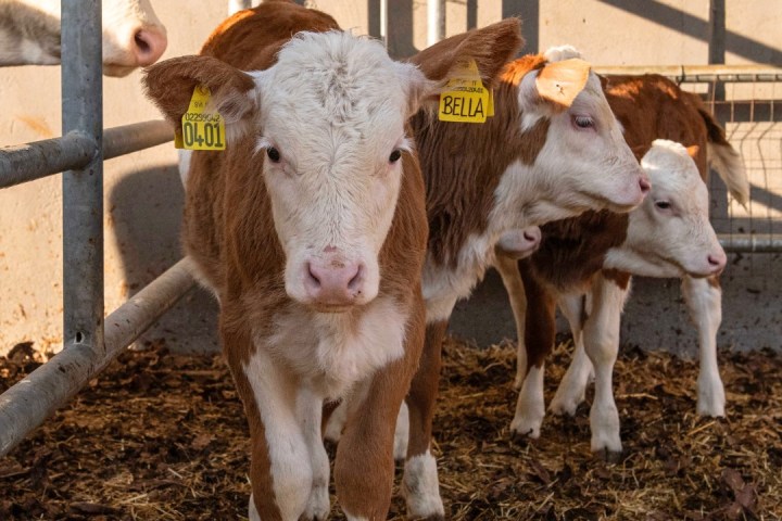 Trentino Farm Tour & Tasting Experience