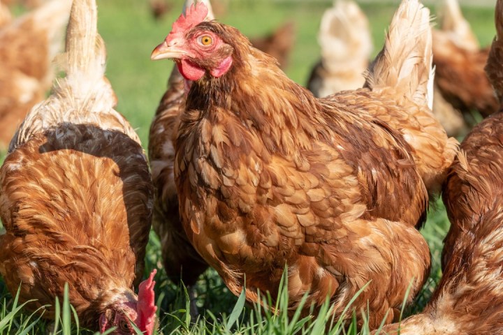 Trentino Farm Tour & Tasting Experience