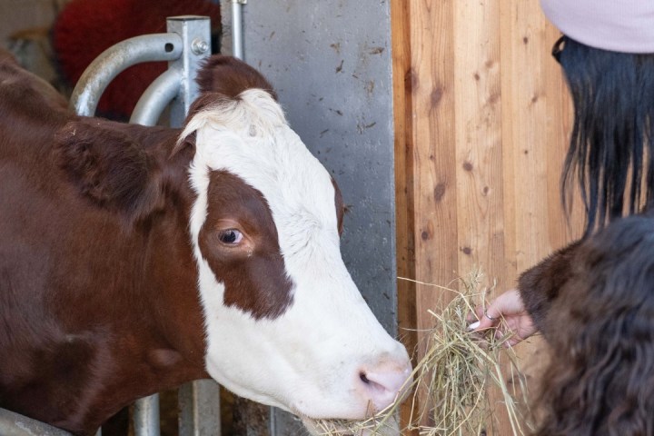 Trentino Farm Tour & Tasting Experience