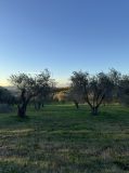Florence olive oil mill tour
