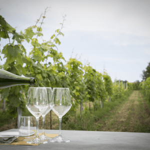 Lazio Region Wine Tour Experience