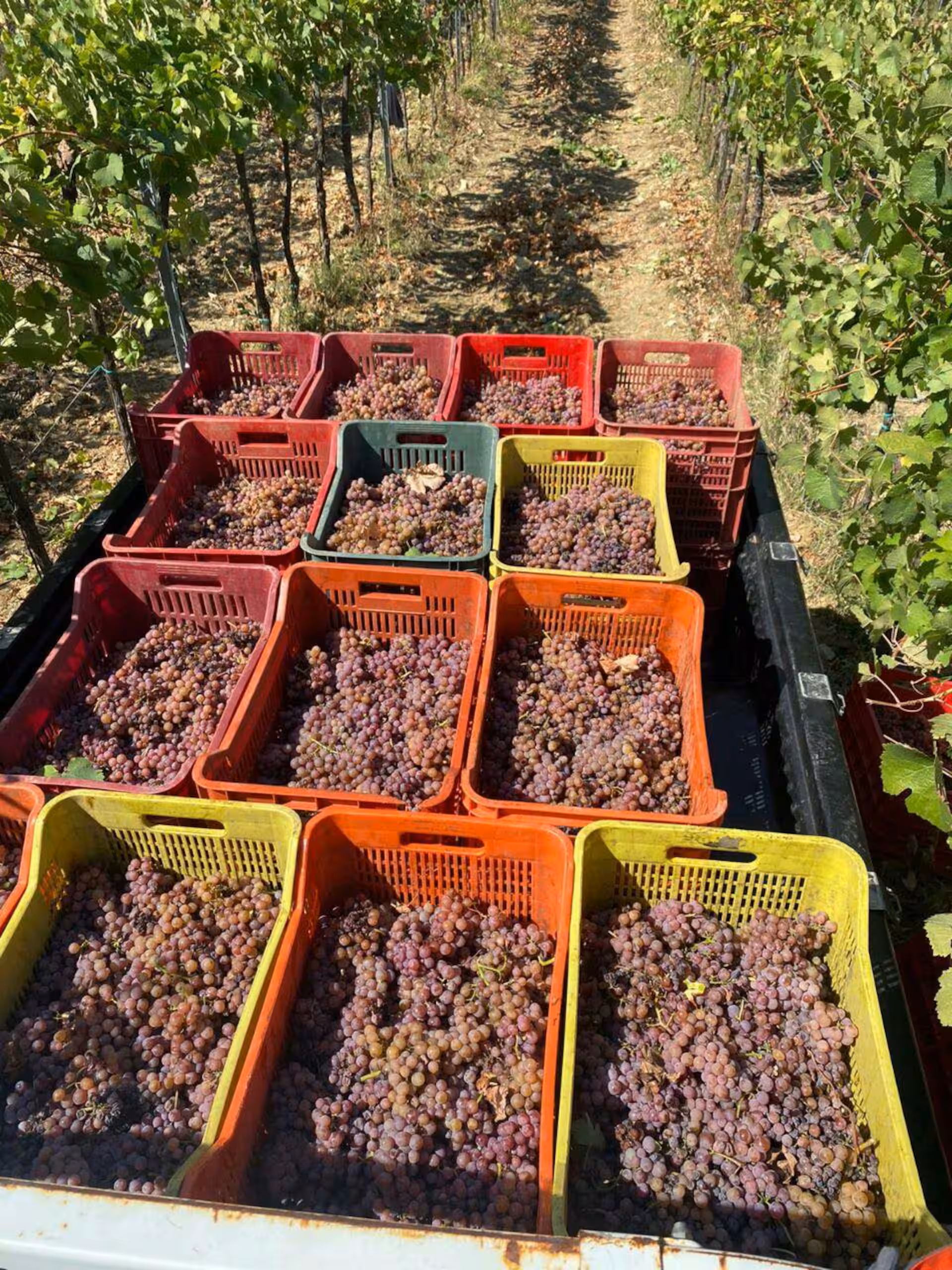 Tuscan Wine & Olive Oil tour