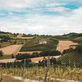 Cella Monte Wine Tasting