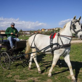 Lazise Horse Carriage Tour