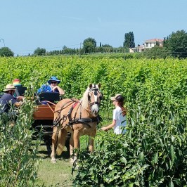 Lazise Horse Carriage Tour