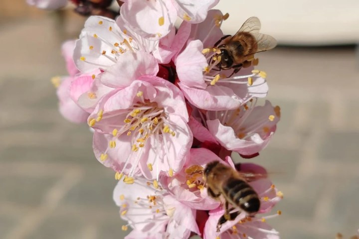 Monferrato Beekeeping Experience