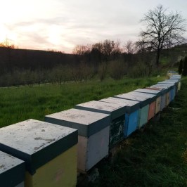 Monferrato Beekeeping Experience