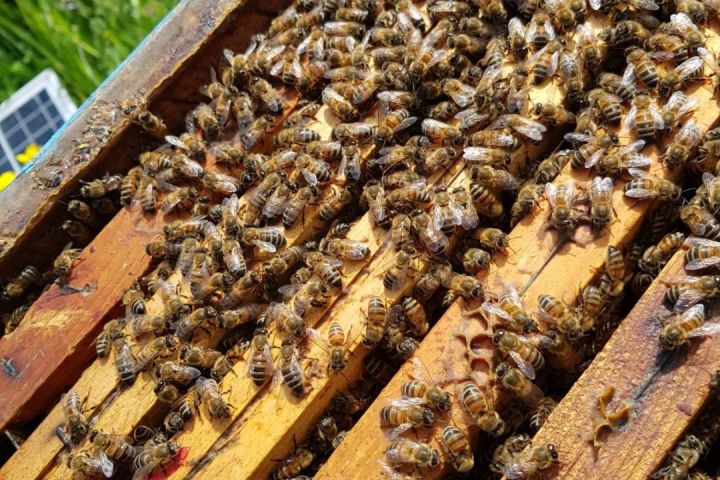 Monferrato Beekeeping Experience