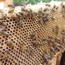 Monferrato Beekeeping Experience