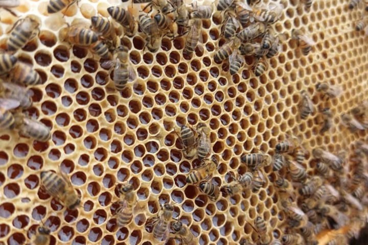 Monferrato Beekeeping Experience