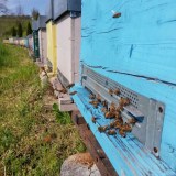 Monferrato Beekeeping Experience