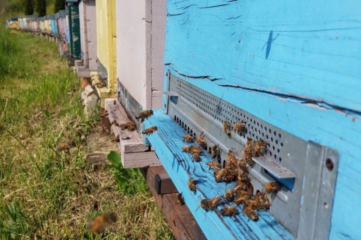 Monferrato Beekeeping Experience