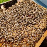 Monferrato Beekeeping Experience