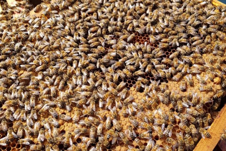 Monferrato Beekeeping Experience