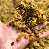 turin wine tasting tour